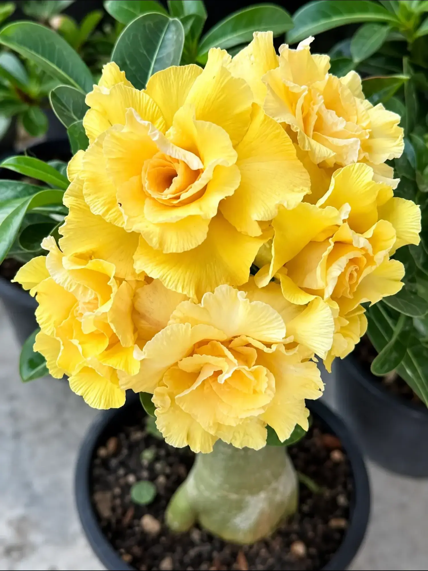 Adenium Ami 5