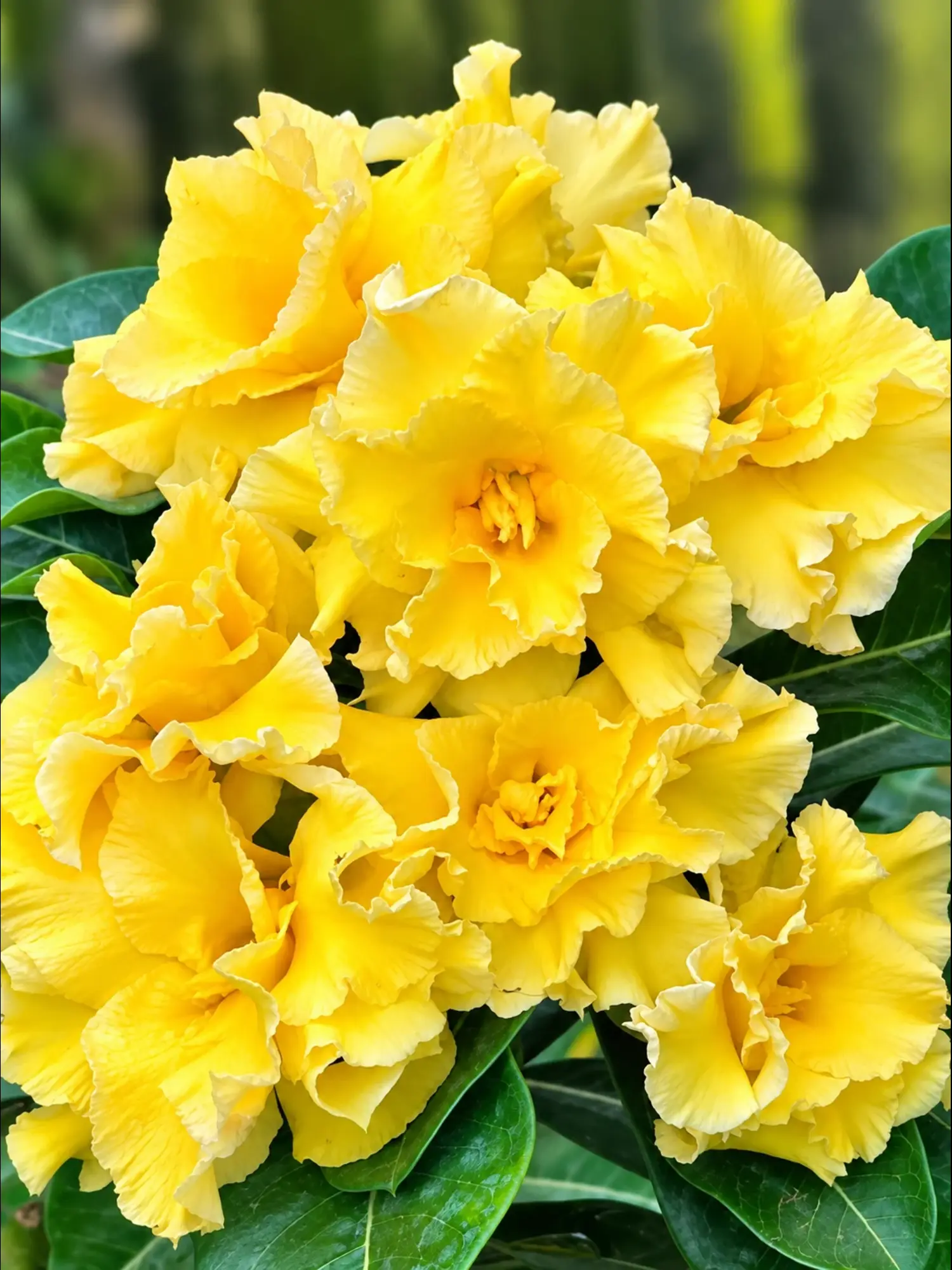 Adenium Br Vickey 87