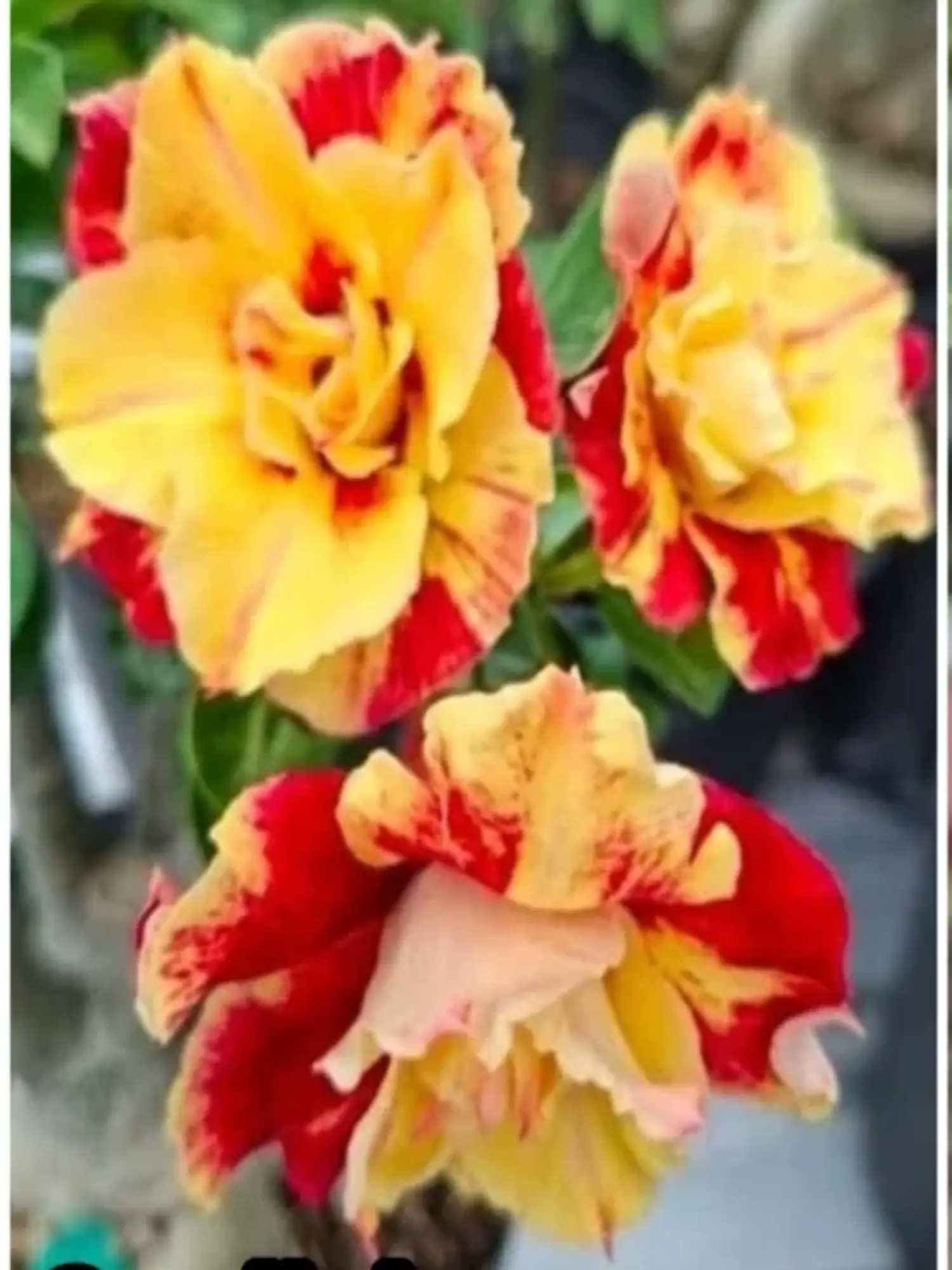 Adenium Sunlight 199 Adenium Sunlight 199