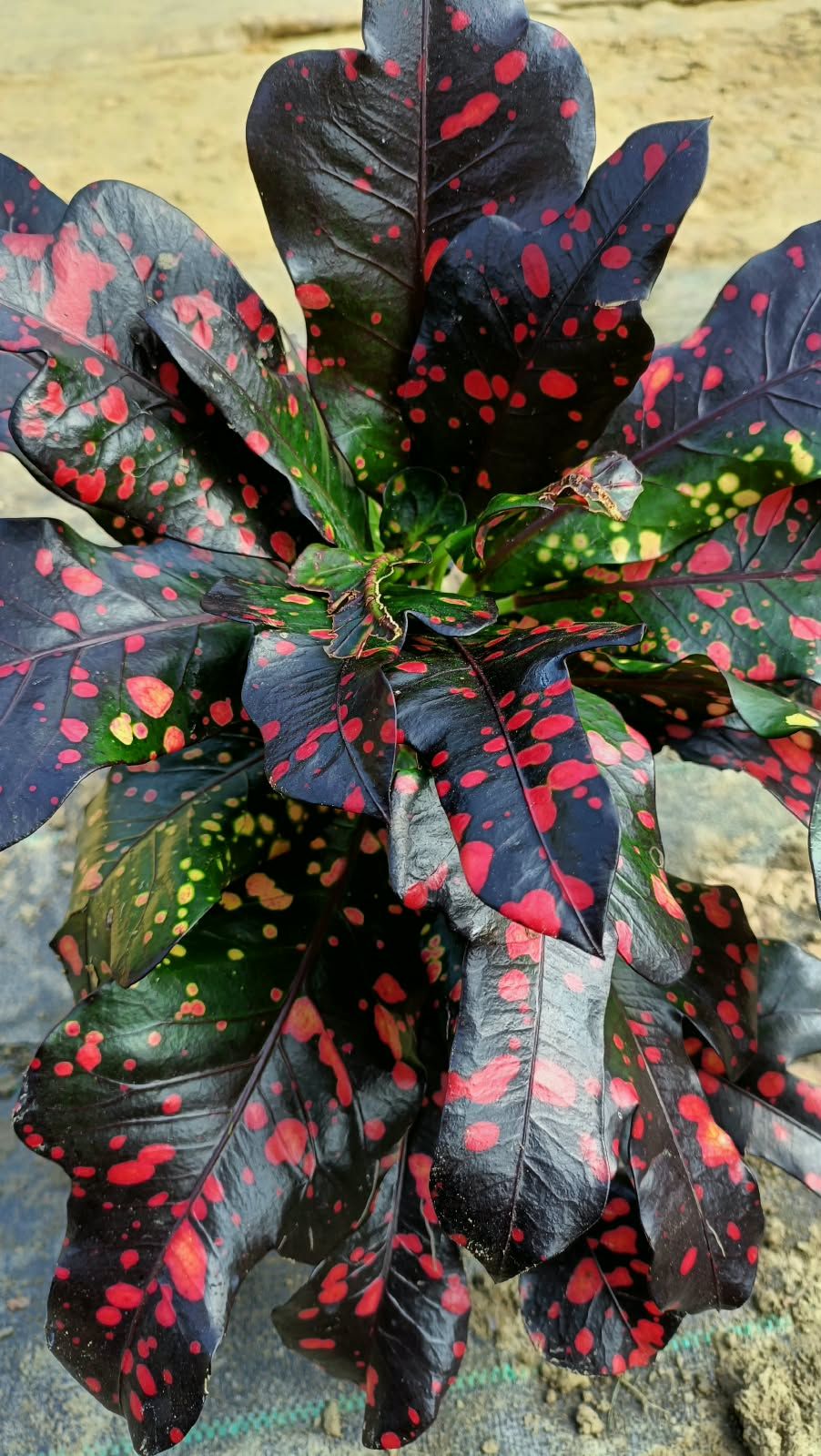 ...