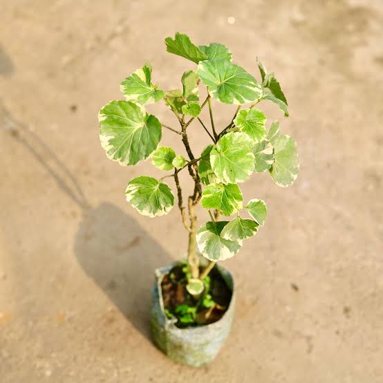 Dinner Plate Aralia Indoor Plant