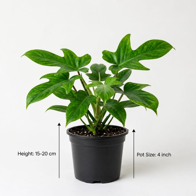 Philodendron Micans Plant – Velvet Green Foliage Indoor Hanging Plant