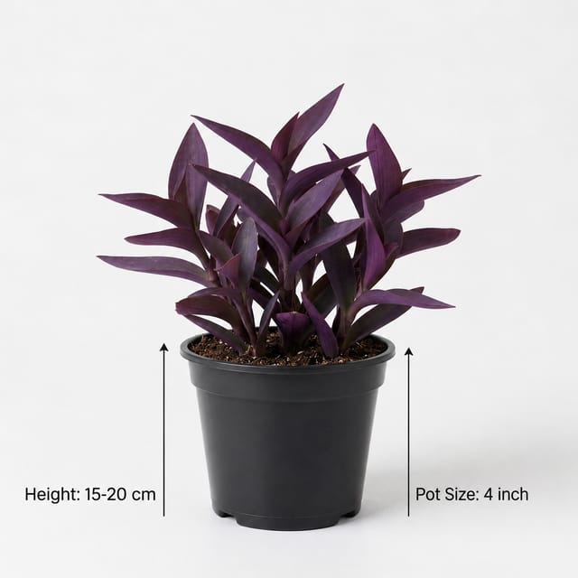 Purple Heart Plant – Tradescantia Zebrina Purple Indoor & Hanging Plant