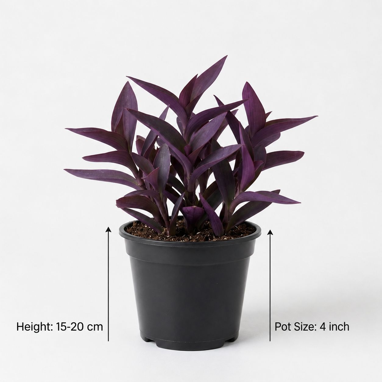 Purple Heart Plant – Tradescantia Zebrina Purple Indoor & Hanging Plant