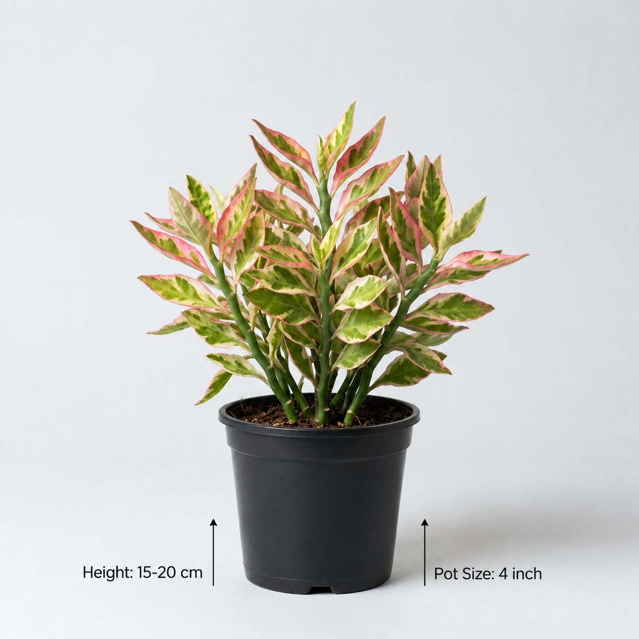 Variegated Devil’s Backbone Plant – Zig Zag Plant | Colorful Indoor Ornamental Plant