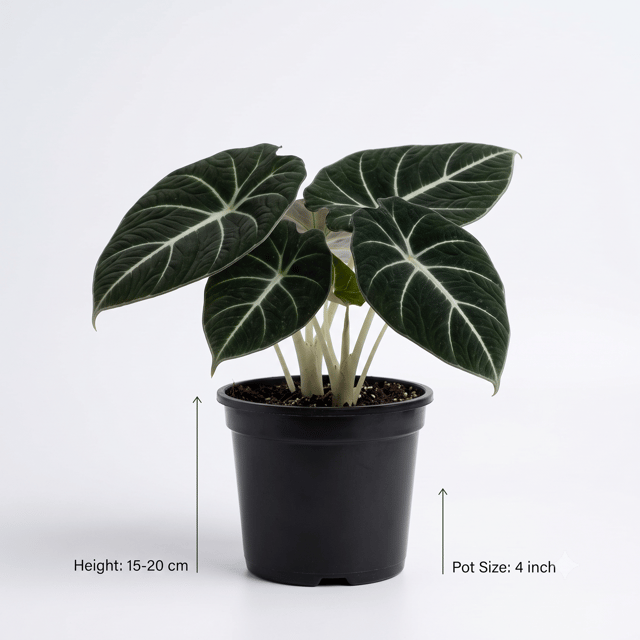 Black Velvet Alocasia Plant – Alocasia Reginula Velvet Indoor Ornamental Plant