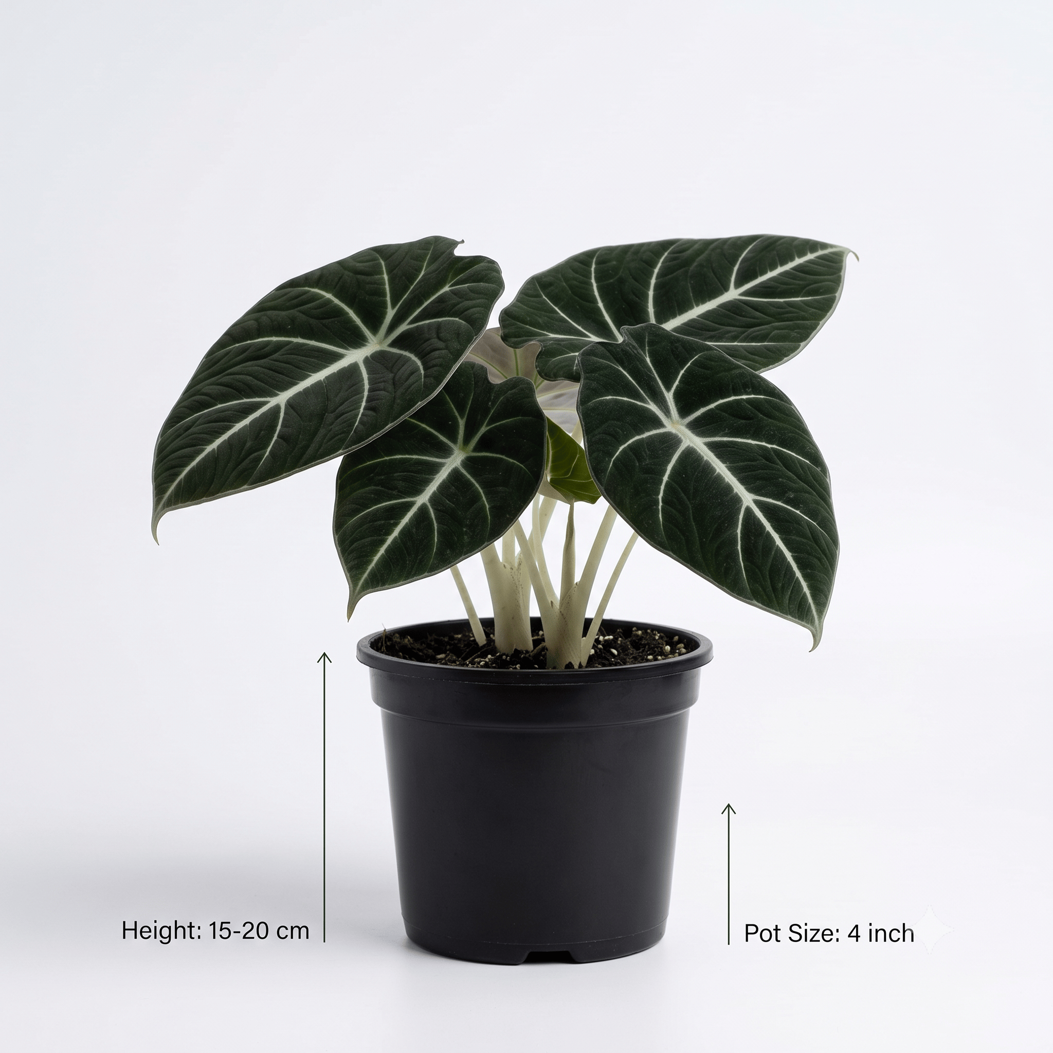 Black Velvet Alocasia Plant – Alocasia Reginula Velvet Indoor Ornamental Plant