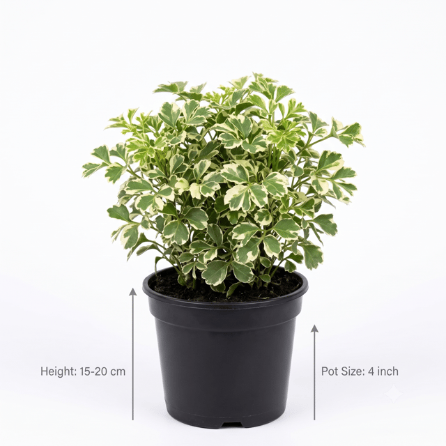 Mini Aralia Plant – Indoor Aralia Plant for Home & Office | Easy-Care Ornamental Plant