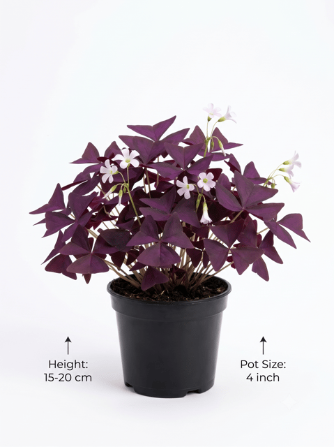Oxalis Plant – Beautiful Flowering Ornamental Plant for Home & Garden