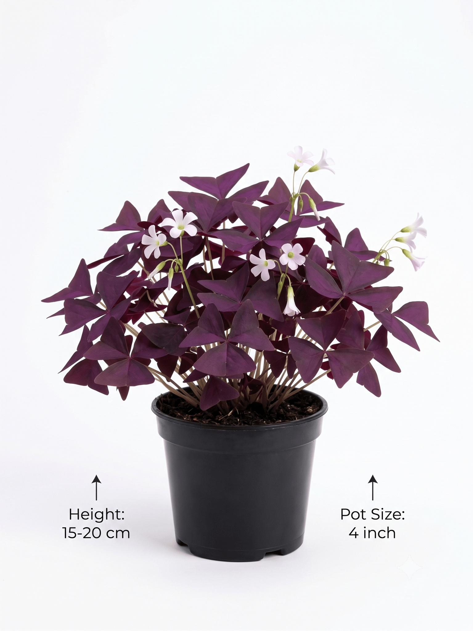 Oxalis Plant – Beautiful Flowering Ornamental Plant for Home & Garden