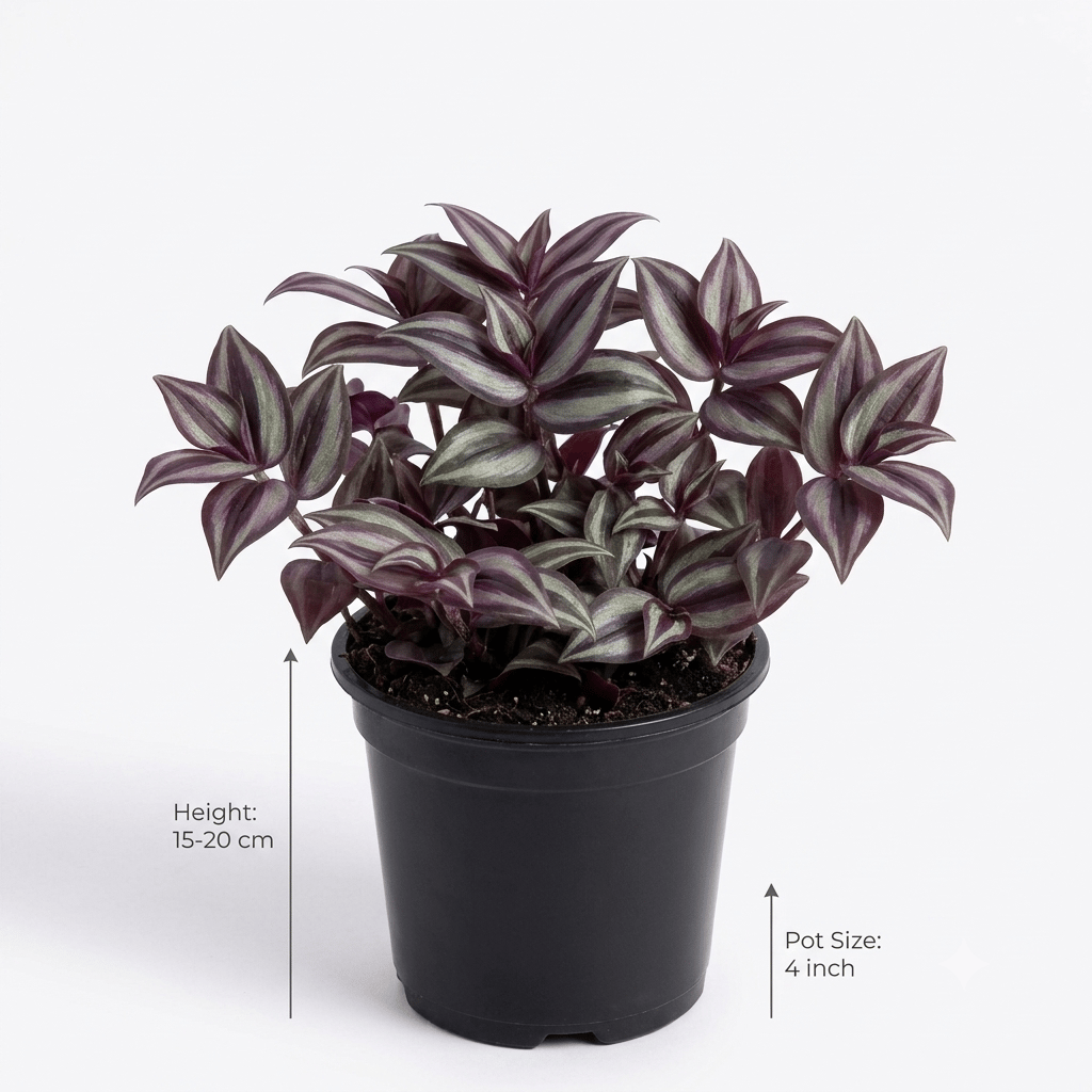 Zebrina Plant – Tradescantia Zebrina | Colorful Trailing Indoor Plant