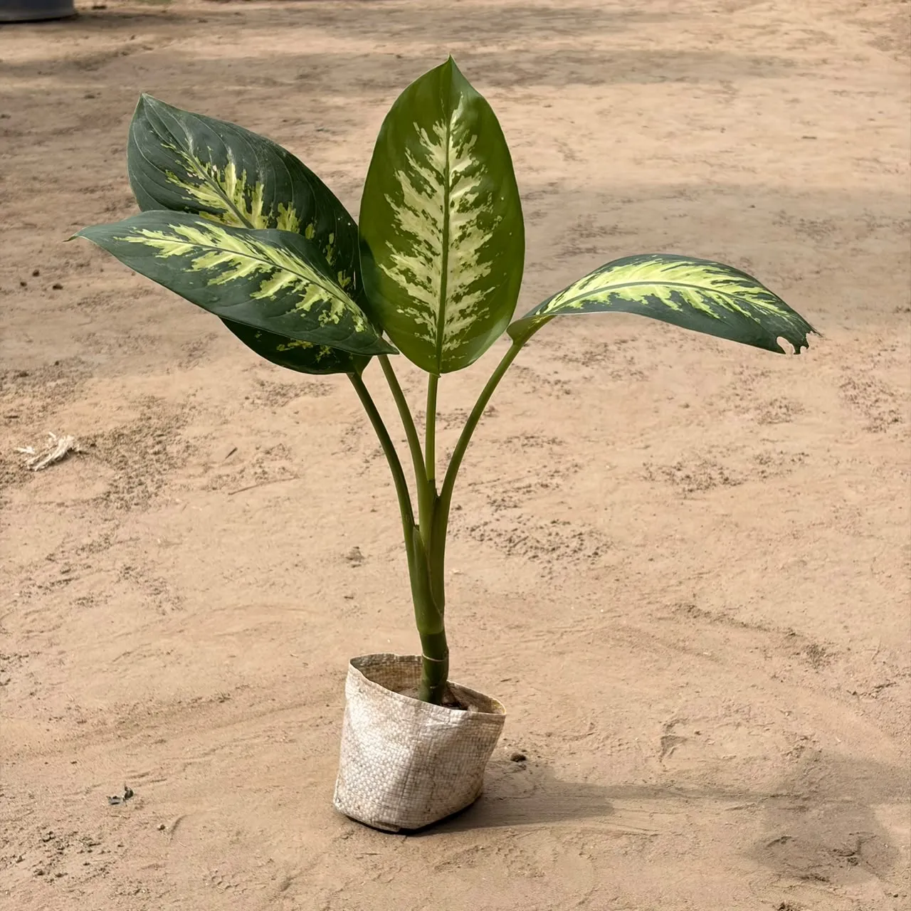 Dieffenbachia Seguine (Dumb Cane) Indoor Plant
