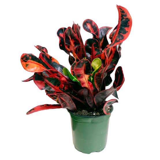 Vibrant Croton Mammy Plant (Corkscrew Croton) Vibrant Croton Mammy Plant (Corkscrew Croton)