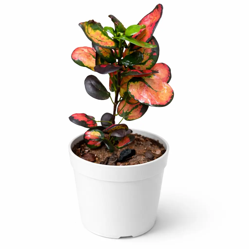 Mini Apple Croton Plant