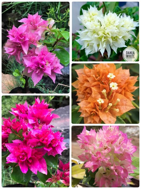 Mahara Bougainvillea Combo Pack of 5 Varieties