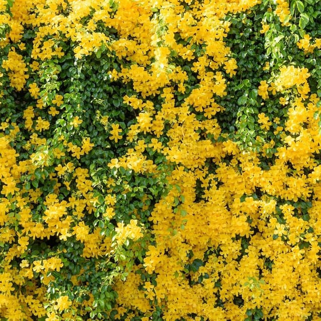 Cat's Claw Creeper (Dolichandra unguis-cati) Flower Plant