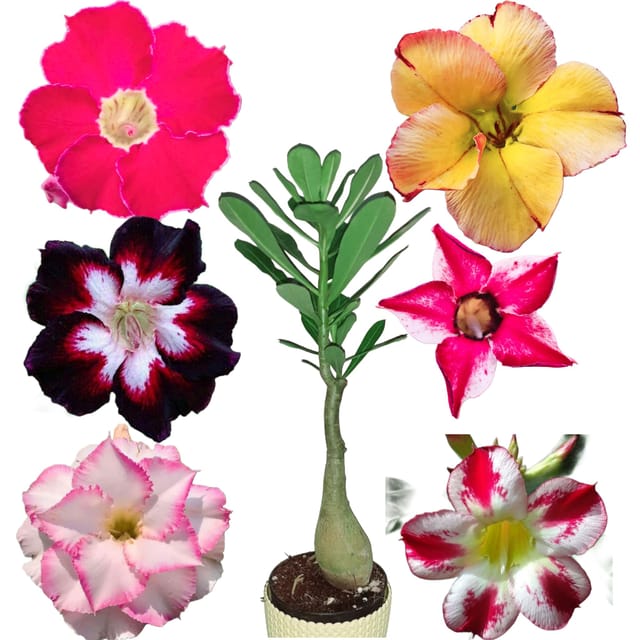 HYBRID ADENIUM PLANTS PACK OF 6 HYBRID ADENIUM PLANTS PACK OF 6