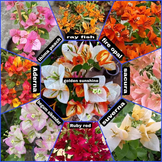 Rare Bougainvillea Plants Combo (9 Rare Varieties)