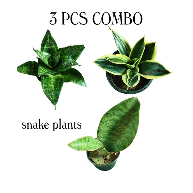 Sansevieria Snake Plant Combo (Pack of 3)