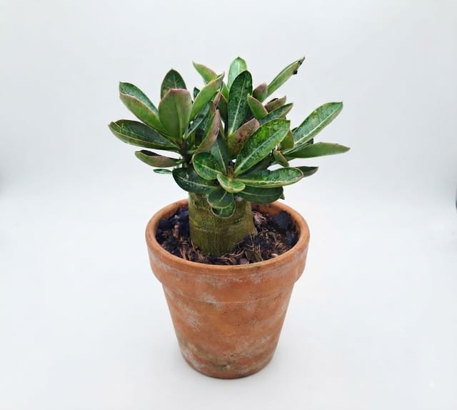 Adenium Arabicum Plant β Desert Rose with Attractive Caudex Adenium Arabicum Plant β Desert Rose with Attractive Caudex