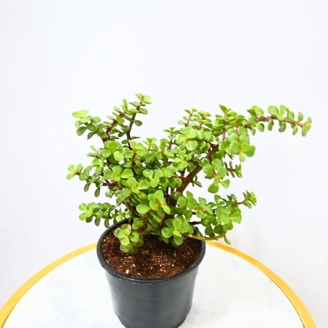 Dwarf Jade Plant Indoor Plant (Pack of 01 With Pot) Dwarf Jade Plant Indoor Plant (Pack of 01 With Pot)