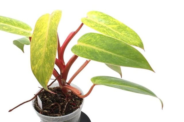 Philodendron Painted Lady Indoor Plant (pack of 01) Philodendron Painted Lady Indoor Plant (pack of 01)