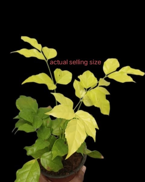 China Doll Golden Leaf Plant | Bright Golden Foliage | pack of 01
