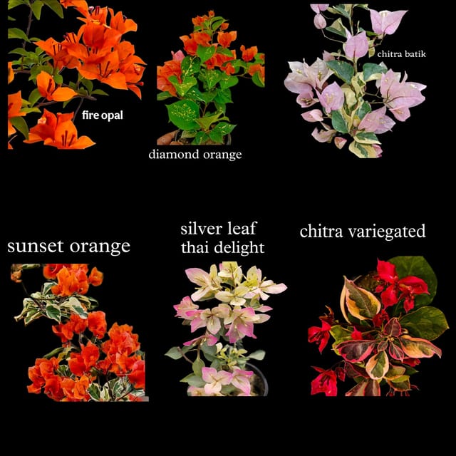 Dwarf Variety Bougainvillea Hybrid Pack of 6 Plants