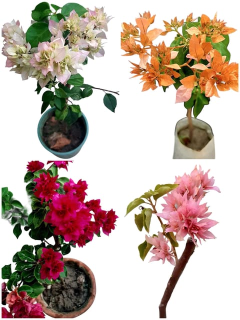 Bougainvillea Plant With Flower I Healthy Rooted Plant | Pack of 4 Plants