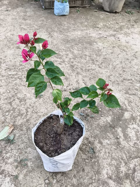 Bougainvillea Sweet Heart Variety Grafted Plant Bougainvillea Sweet Heart Variety Grafted Plant