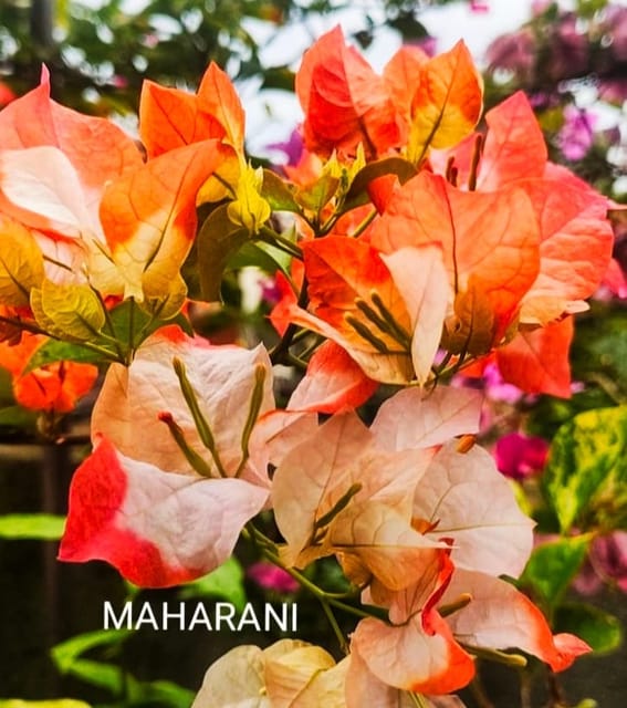 Maharani Bougainvillea Plant - Grafted