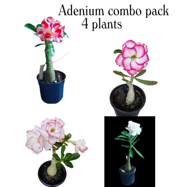 Rosy Adenium Grafted Plant Combo | Pack of 4 Plants