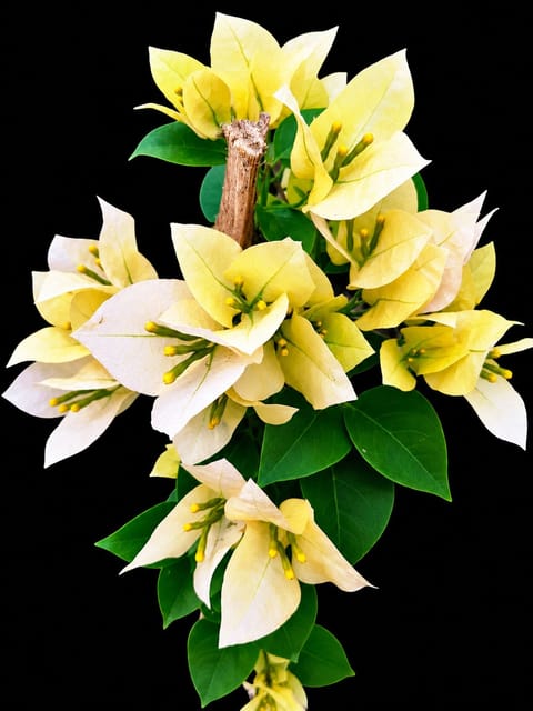 Subarna Bougainvillea Flowering Plant Subarna Bougainvillea Flowering Plant