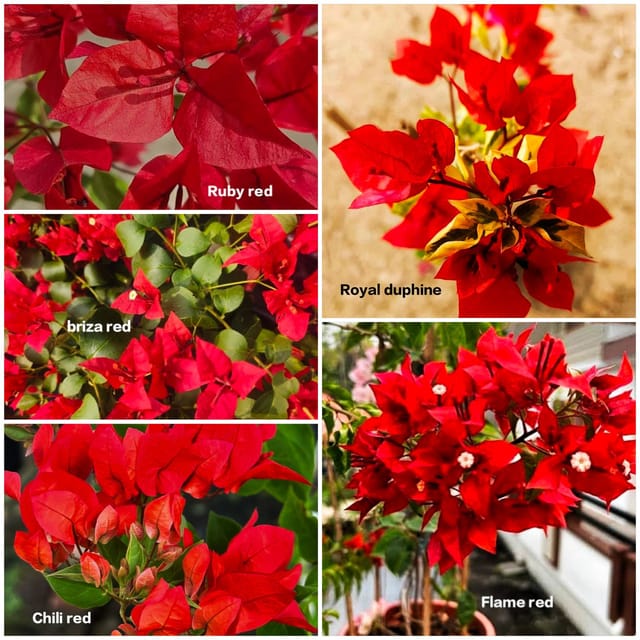 Bougainvillea Red Collection Combo Pack of 5 plants