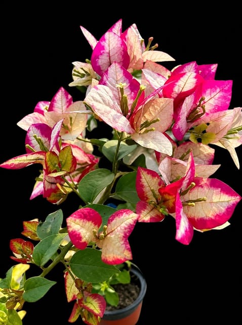 Sufia India Bougainvillea Live Plant pack of 01
