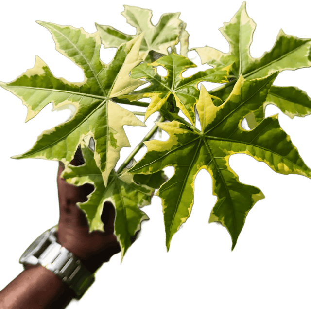 Variegated Chaya Tree Spinach Plant (Cnidoscolus aconitifolius) | Perennial Leafy Plant | Rare Variegated Ornamenta Variegated Chaya Tree Spinach Plant (Cnidoscolus aconitifolius) | Perennial Leafy Plant | Rare Variegated Ornamenta