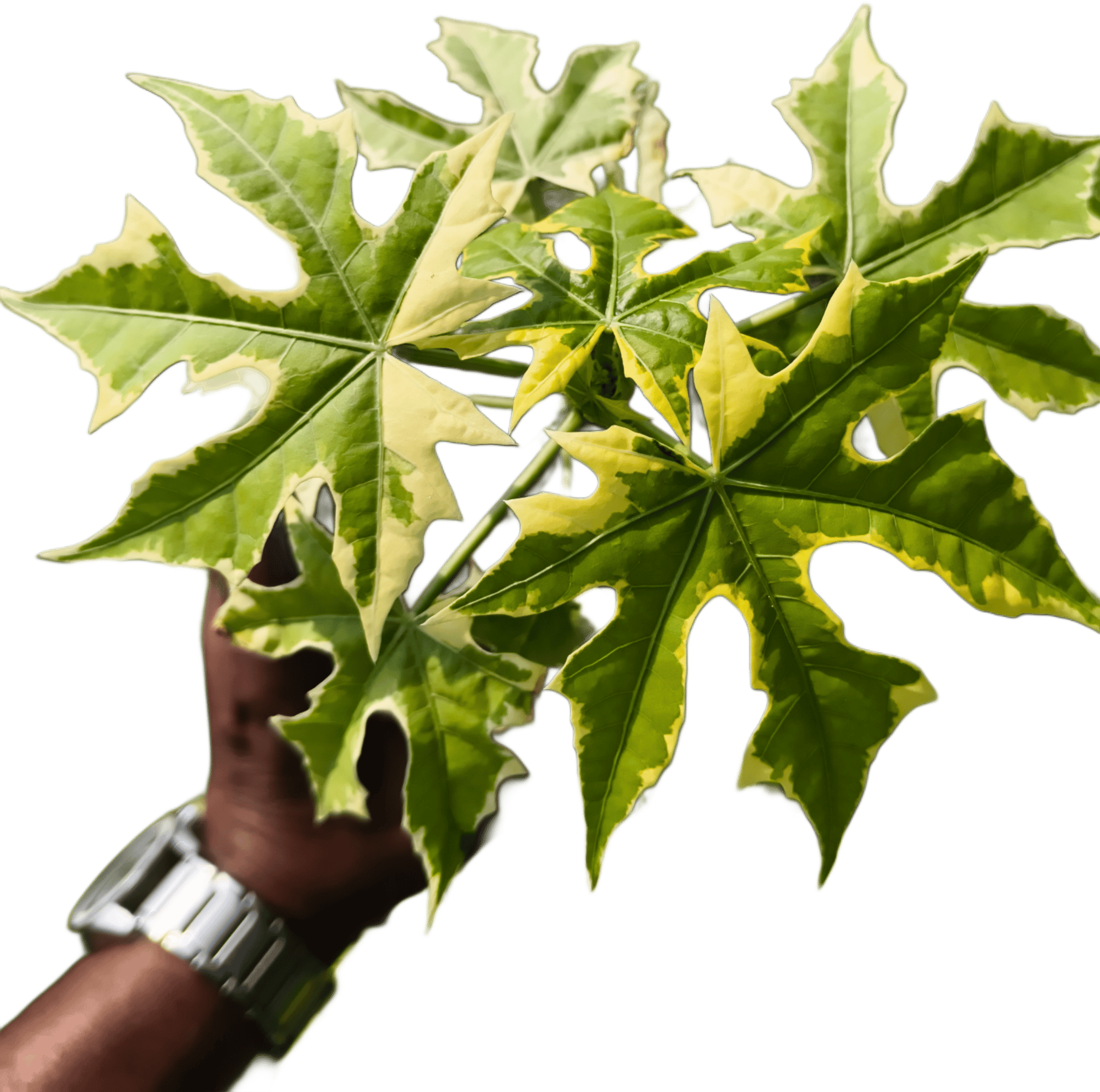 Variegated Chaya Tree Spinach Plant (Cnidoscolus aconitifolius) | Perennial Leafy Plant | Rare Variegated Ornamenta