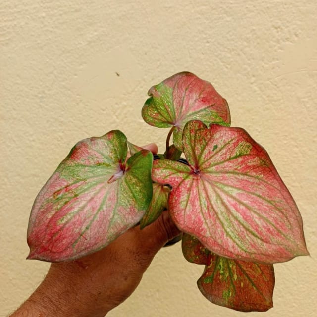 Thai Imported Caladium Plant – Exotic Rare Ornamental Foliage Plant | Vibrant Multicolour Leaves