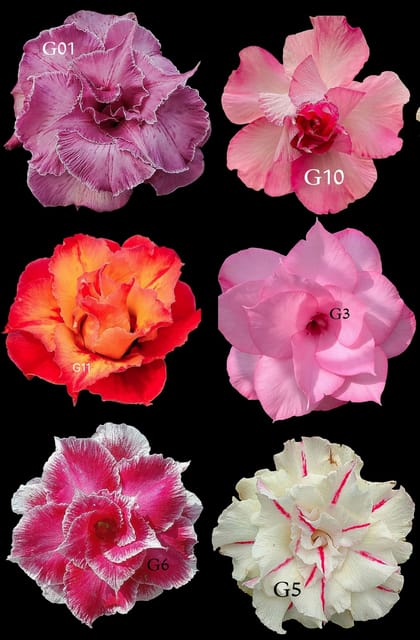 Rosy Adenium Grafted Plants Combo | Pack of 6 Plants