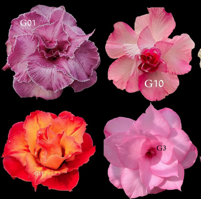 Rosy Adenium Grafted Plants Combo | Pack of 4 Plants I hybrid