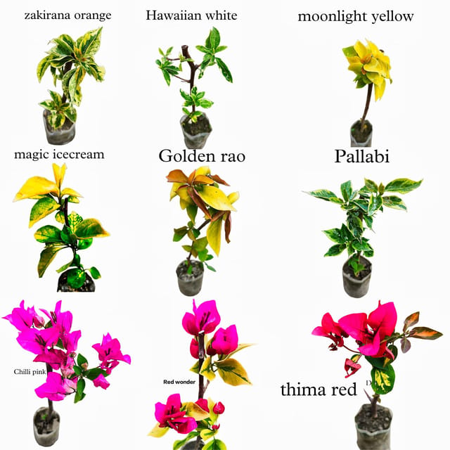 Bougainvillea Plants Combo Pack of 9 Varieties | Air Layered & Well Rooted Plants | Ready to Plant | Multicolor Flowering Collection