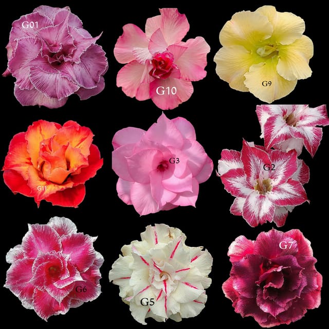 9 Pcs Adenium Plants Combo | Thai Variety Desert Rose | 2 Year Old Healthy Caudex | Multi Color Flowering Plants
