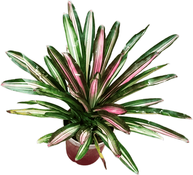 Neoregelia Bromeliad Plant | Colorful Foliage Indoor Outdoor Plant