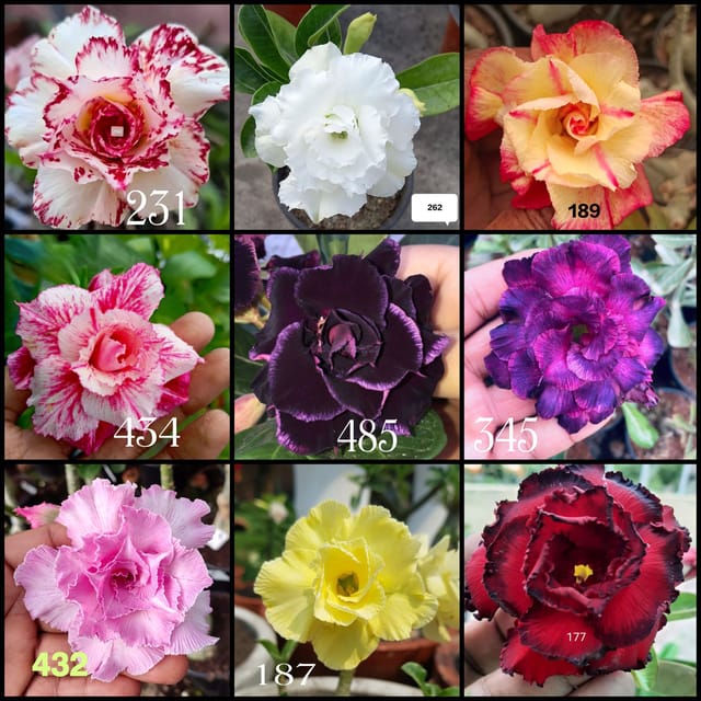 Adenium 9 Pcs Combo Offer | Grafted Rosy Thailand Variety | Organically Produced Healthy Caudex Plants