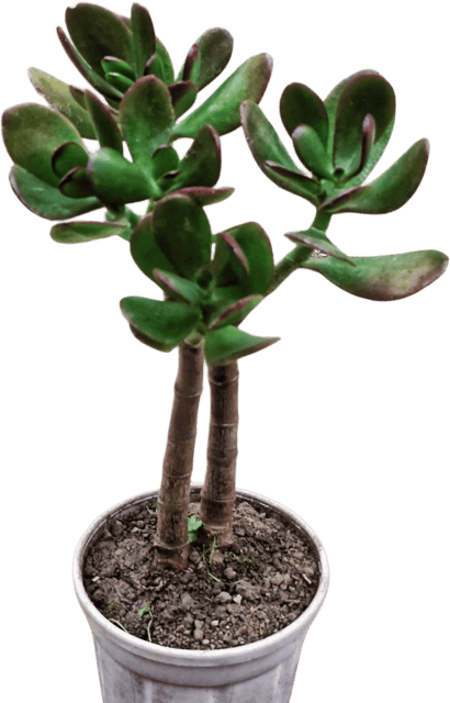 Crassula Octave Succulent Plant - Rare Variety | Compact Rosette | Low Maintenance Indoor Plant | (Pack of 1) Crassula Octave Succulent Plant - Rare Variety | Compact Rosette | Low Maintenance Indoor Plant | (Pack of 1)