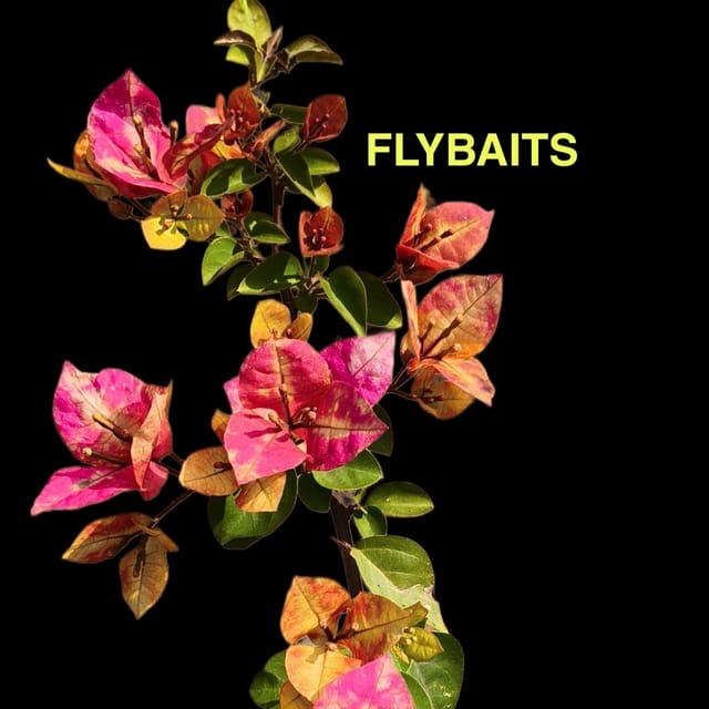Bougainvillea FLYBAITS - Grafted Plant | Genuine ID With Tag | Flowering Stage Bougainvillea FLYBAITS - Grafted Plant | Genuine ID With Tag | Flowering Stage