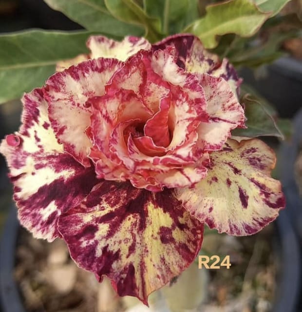 Multicolored impression Grafted adenium pack of 01