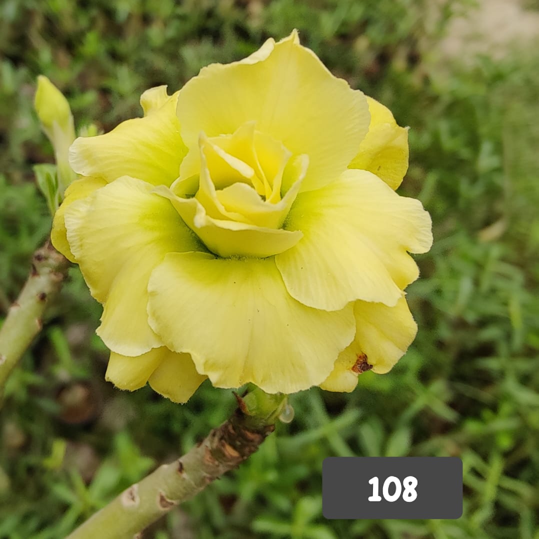 Lemon yellow grafted adenium pack of 1