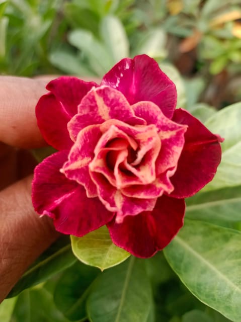 Red beauty grafted adenium pack of 01 Red beauty grafted adenium pack of 01