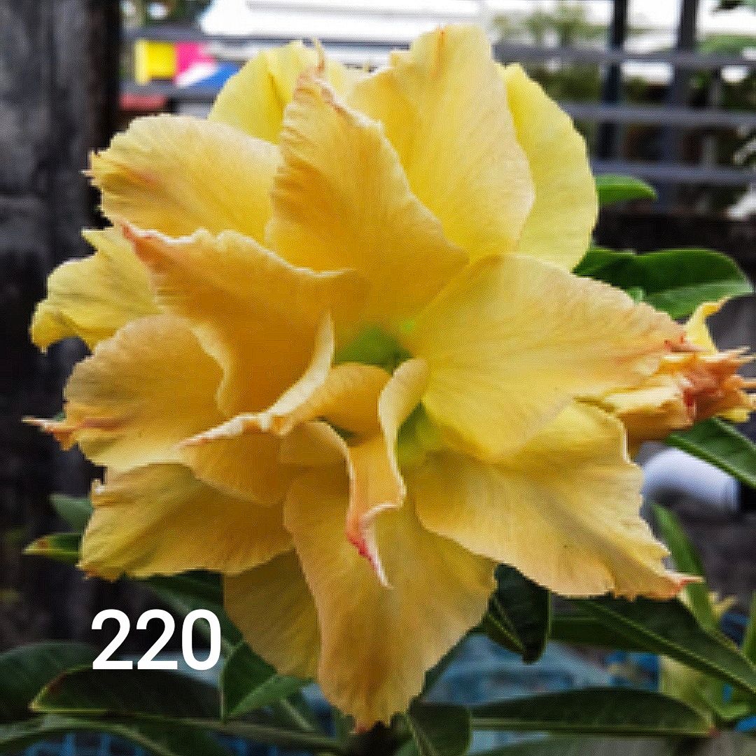 Yellow color adenium rosy variety pack of 01